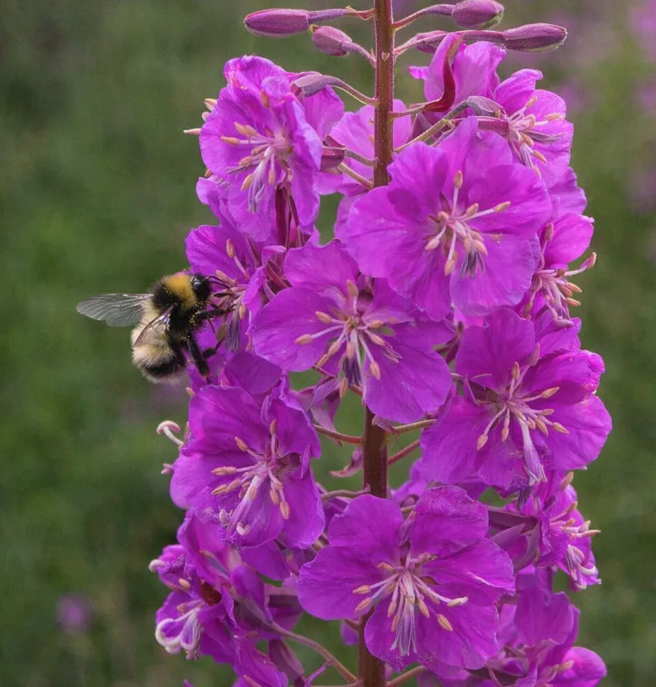 Trees, Shrubs, and Perennials